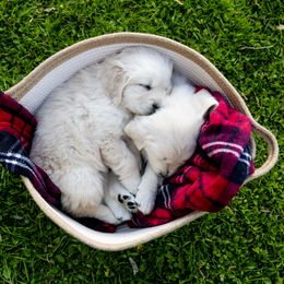 Golden Retriever Puppies from Brooklin Canine