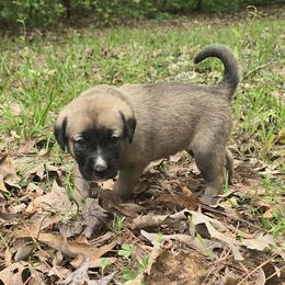 Boy 3- Blue - Fawn male Anatolian Shepherd Dog puppy in La Grange, Georgia from Florida Anatolian Shepherds