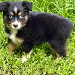 Athena - Black tri female Miniature Australian Shepherd puppy in Patterson, North Carolina from DreamLine Aussies