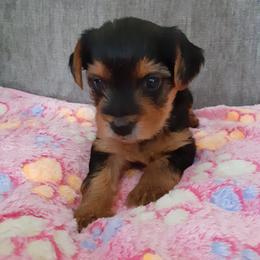 Ella Rose - Black and tan female Yorkshire Terrier puppy in Gurley, Alabama from Rhondas yorkies