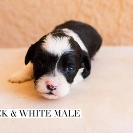 Aussiedoodle and Goldendoodle Puppies from Ever After Doodles Arizona