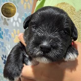 Tally - Black female Miniature Schnauzer puppy in Frankford, Delaware from Miniature Schnauzers of Delmarva