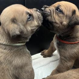 Boerboel Puppies from Southern Pride Boerboels