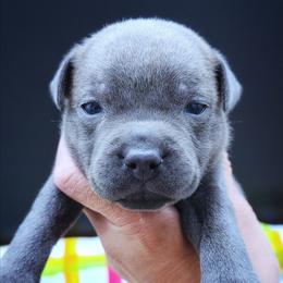 Uno - Blue female Staffordshire Bull Terrier puppy in Dallas, Texas from Wild Blue Staffords