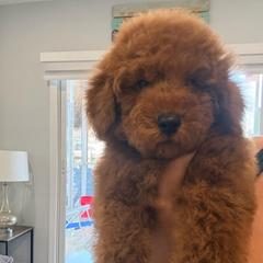 Jack Jack - Red  male Goldendoodle puppy in Miami, Florida from Haus of Pawz