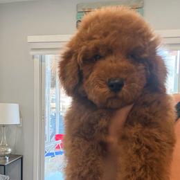 Jack Jack - Red  male Goldendoodle puppy in Miami, Florida from Haus of Pawz