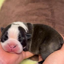 White - Black and white female Boston Terrier puppy in Hialeah, Florida from K&N Boston Paws