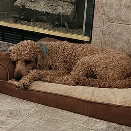 Tango - Poodle