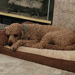 Tango - Poodle
