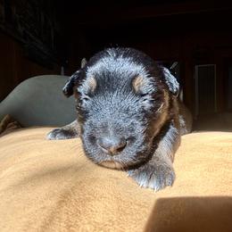 Australian Shepherd Puppies from McElroy Homestead Austrailian Shepherds