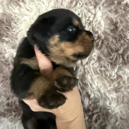 Odin - Black and tan male Rottweiler puppy in Newfoundland, Pennsylvania from Poconopaws