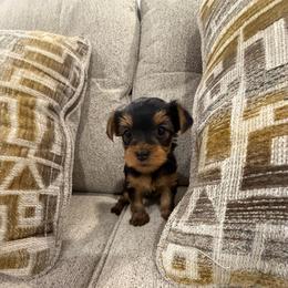 Miss St. Moritz - Blue and gold female Yorkshire Terrier puppy in Queens, New York from The Dior Line