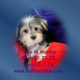 Toby M Morkie - male Morkie puppy in Silverhill, Alabama from Malteseuluv’s Tiny Treasurers
