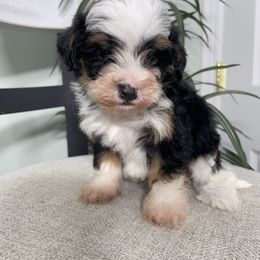 Rusty - Tri-color male Bernedoodle puppy in Holtwood, Pennsylvania from Country Ridge Puppies