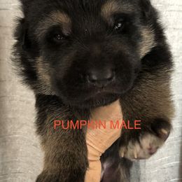 Pumpkin - Black and tan male German Shepherd puppy in Blairsville, Georgia from Black Sheep German Shepherds