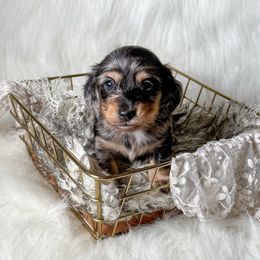 Ace - Dapple male Dachshund puppy in New Albany, Mississippi from Double A. Doxies