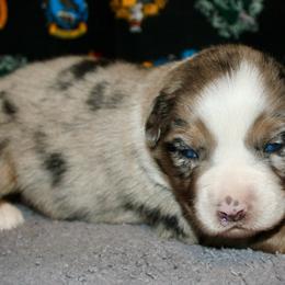 Brooke - Blue merle female Miniature Australian Shepherd puppy in El Dorado Springs, Missouri from HP Aussie Kennels