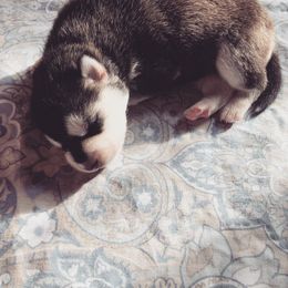 Siberian Husky Puppies from Husky Rose