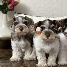 Miniature Schnauzers from Texas Blessed Schnauzers