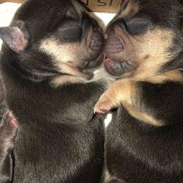 French Bulldog Puppies from Dunromin Farm