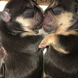 French Bulldog Puppies from Dunromin Farm