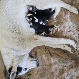 Siberian Husky puppies from Apple Oak Castle Siberians