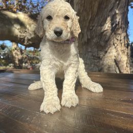 PUNA - Cream female Goldendoodle puppy in Fruitland Park, Florida from Mount Doodles
