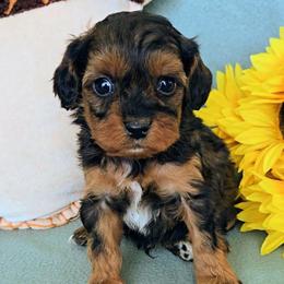 Hersey - Black and tan male Cavapoo puppy in Blackfoot, Idaho from Rocky Desert Goldens and Cavaliers