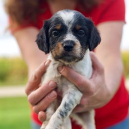 Brittany Puppies from Bent River Bretons