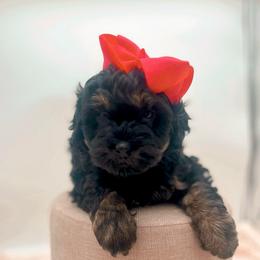 Mrs. Potts - Phantom female Bernedoodle puppy in North Carolina from Tuxedo Mountain Doodles