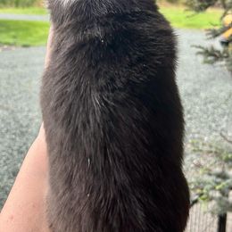 American Corgi Puppies from Patriot American Corgi