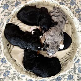 Bernedoodle puppies from The Puppy Nest