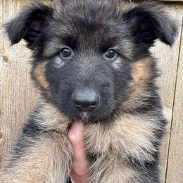 Wendy - Black and red female German Shepherd puppy in Graham, Washington from Wildeflecken Shepherds
