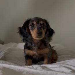 Dachshund Puppies from Oscar Meyer’s Weenies