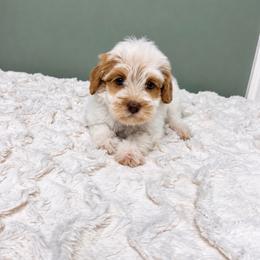 Camille - Caramel female Labradoodle puppy in Springfield, Ohio from Dawson & Daryn's Royal Companions