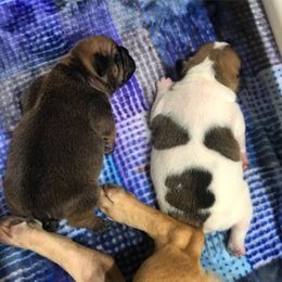 French Bulldog Puppies from PNW French Bulldogs