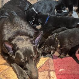 Mint Girl - Black and red female German Shepherd puppy in Rolesville, North Carolina from Ransomshire Shepherds