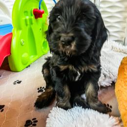 Goldendoodle Puppies from Lundee Doodles