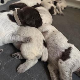 Canyon - Brown and gray male Wirehaired Pointing Griffon puppy in California from Rocking S Griffons