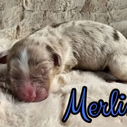 Merlin - Red merle male Australian Shepherd puppy in Albion, Michigan from Northern Lights Aussies (NL Aussies)