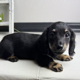 Harry - Black and cream male Dachshund puppy in Gilbertsville, Kentucky from DeLaunes Dachshunds