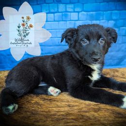 Willow - Black & white female Australian Shepherd puppy in Owego, New York from WildBloom Australian Shepherds