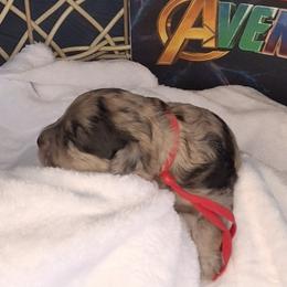 Wanda ( red collar) - Merle female Schnoodle puppy in Novinger, Missouri from Stormi Sky Schnoodles