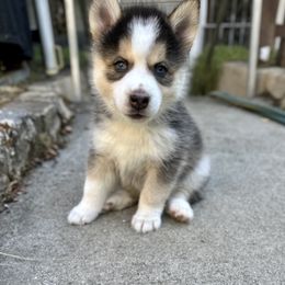 Pomsky Puppies from Lovely Pomsky