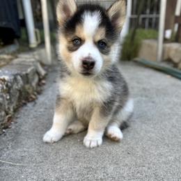 Pomsky Puppies from Lovely Pomsky