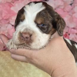 Girl 3 Coconut - Liver white and tan female English Springer Spaniel puppy in Saginaw, Michigan from Kemerer Springers