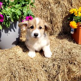 Helix - Red male Pembroke Welsh Corgi puppy in Gulf Breeze, Florida from Cajun Creek's