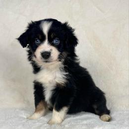 Ginger snap - Black tri female Miniature Australian Shepherd puppy in Bedias, Texas from JSK Aussie and Cavaliers