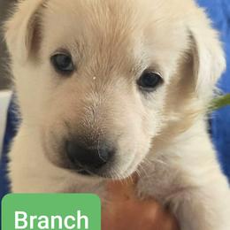 Boy 2 (Delivery Included) - White male German Shepherd puppy in Tonopah, Nevada from Mercy's White Shepherds
