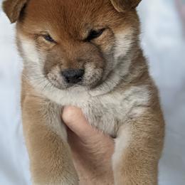 Shiba Inu Puppies from Jogoso Shibas